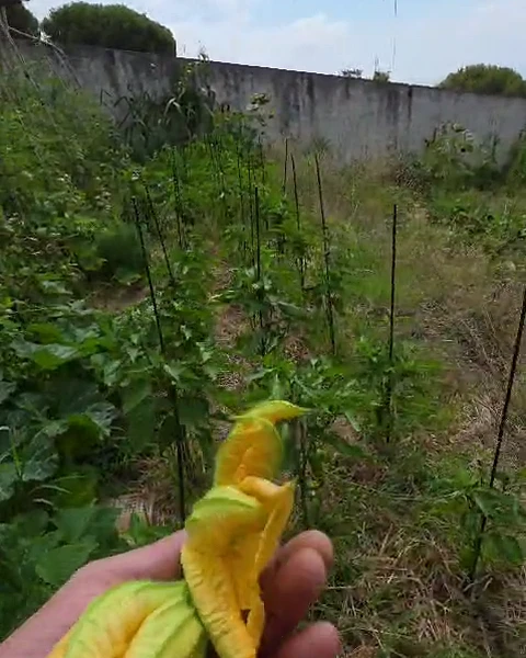 Flor de calabacín entre las manos y las hojas.