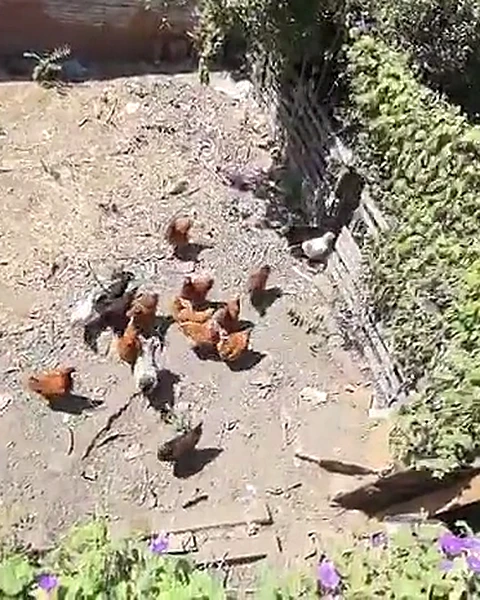 Gallinas reunidas durante el momento de alimentación.